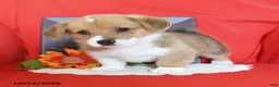 Welsh Corgi Pembroke dogs for sale: Evie - Ad 5