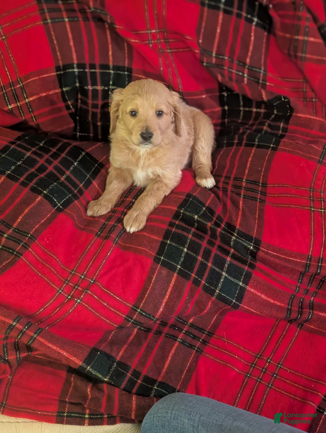 Mixed Breed dogs for sale: Milan Goldendoodle puppy - Ad 3