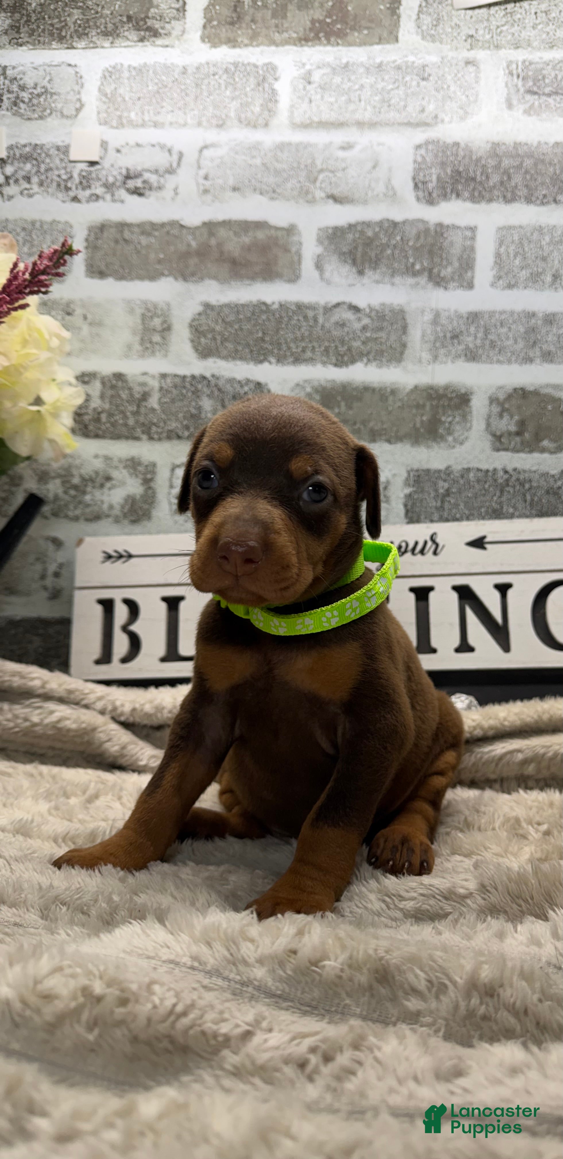 Doberman Pinscher dogs Red female green collar  - Ad 34