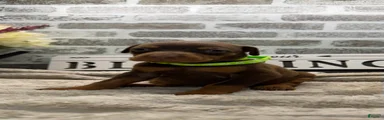 Red female green collar 