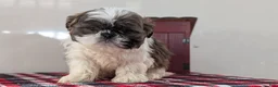Shih Tzu dogs for sale: Cash - Ad 3