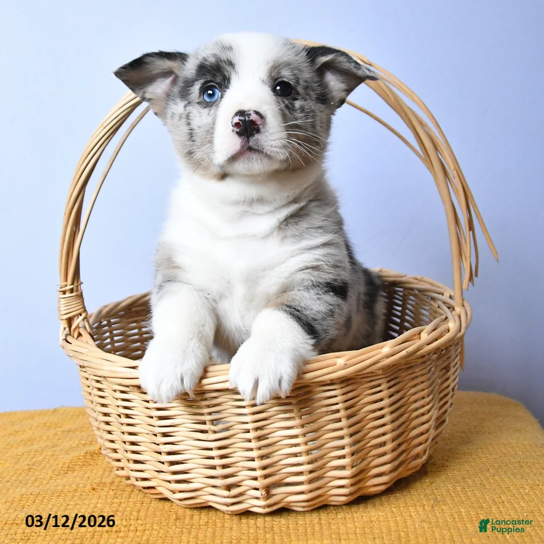 Welsh Corgi Pembroke dogs for sale: Wells - Ad 2