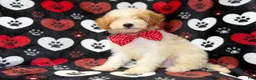 Cavapoo dogs for sale: Spike - Ad 6