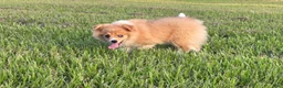 Mixed Breed dogs for sale: Mixed Breed 2 - Ad 9