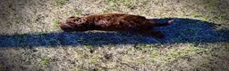 Havapoo dogs for sale: Precious - Ad 13
