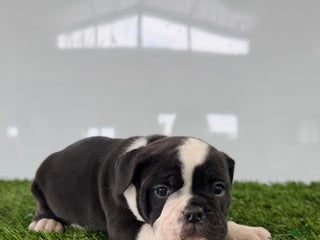 Olde English Bulldogge dogs Tysum - Ad 9