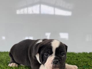 Olde English Bulldogge dogs Tysum - Ad 23