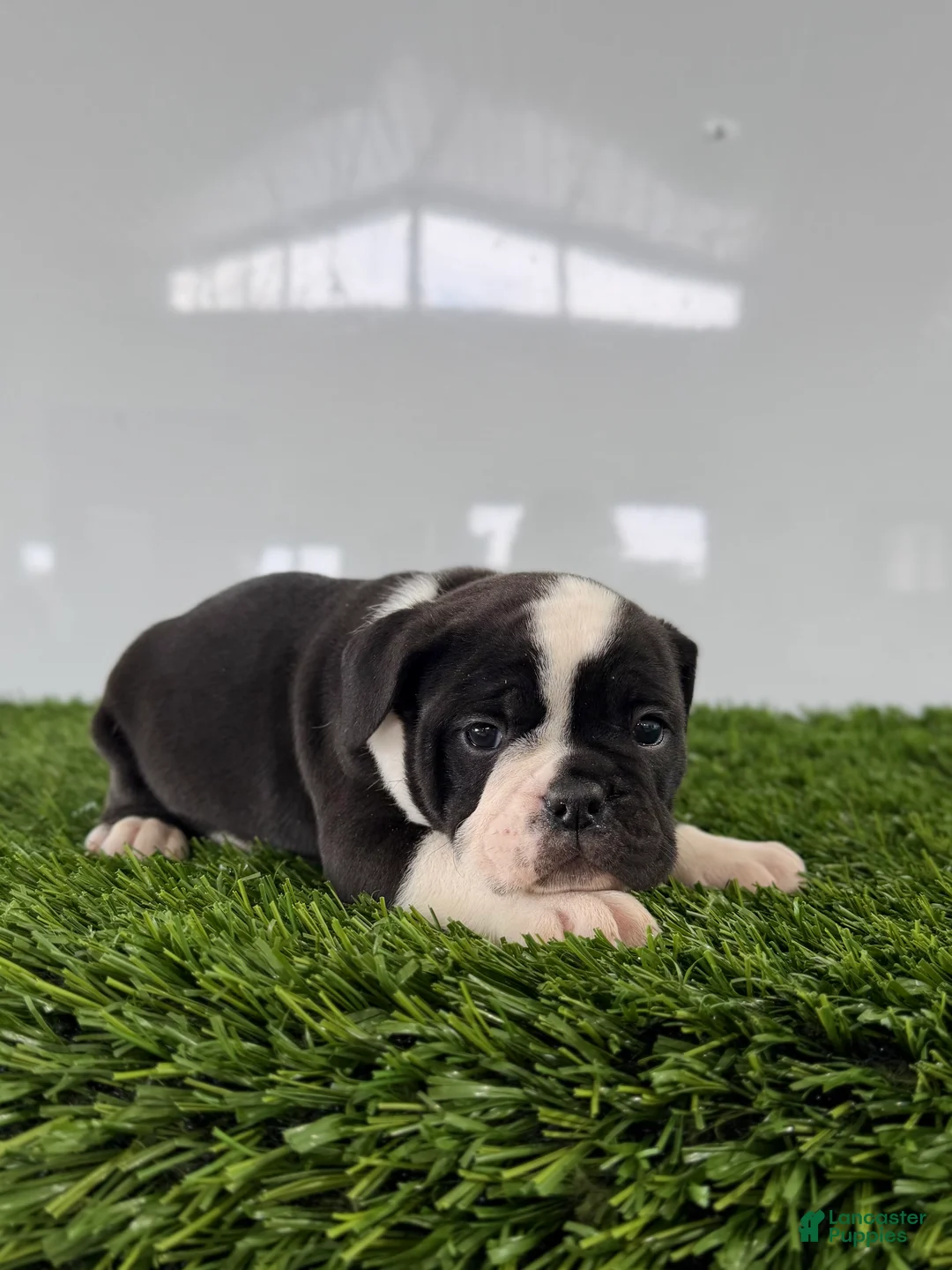 Olde English Bulldogge dogs for sale: Tysum - Ad 1