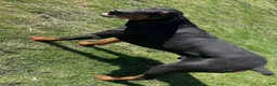 Doberman Pinscher dogs for sale: Cap - Ad 2