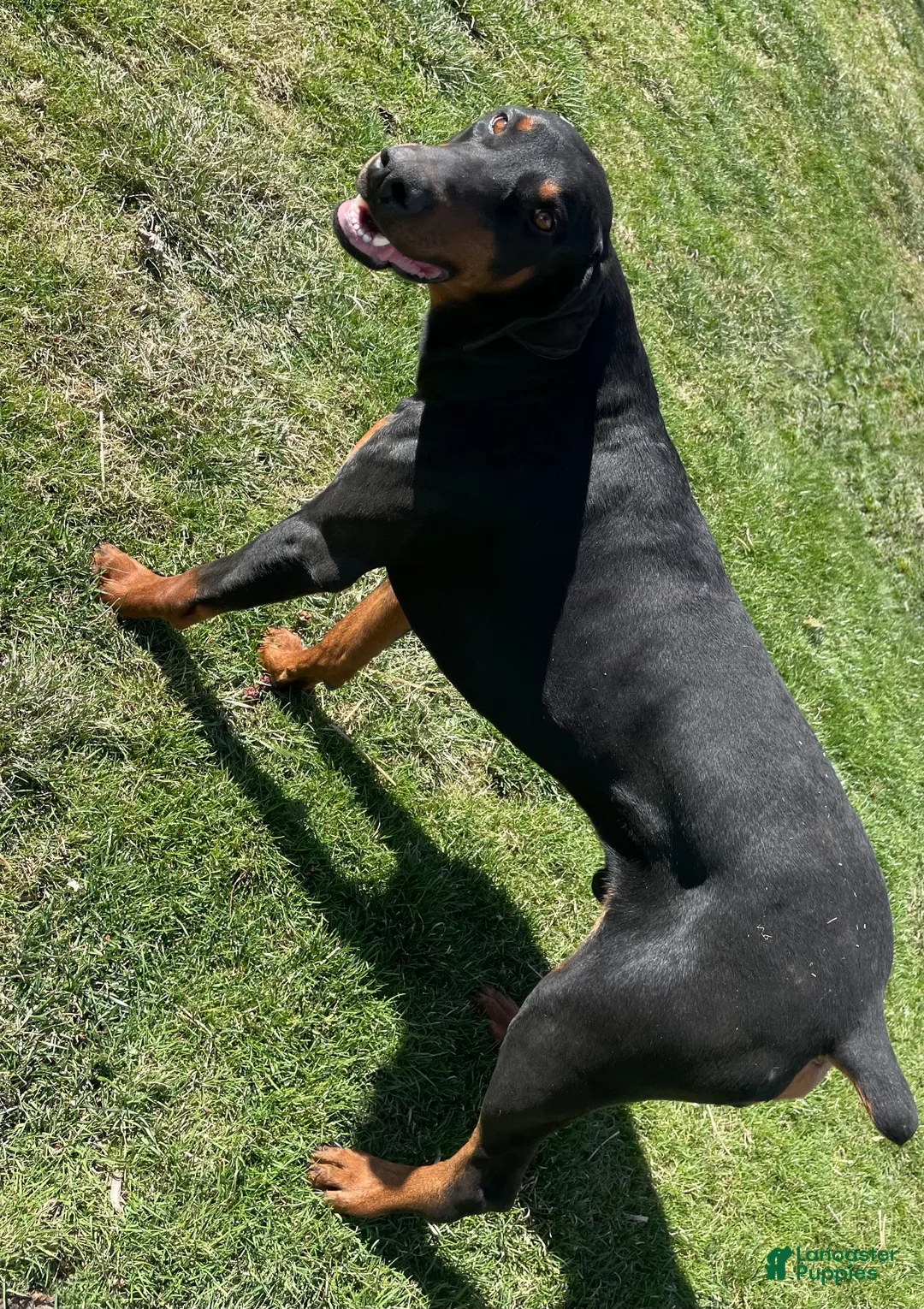 Doberman Pinscher dogs for sale: Cap - Ad 2
