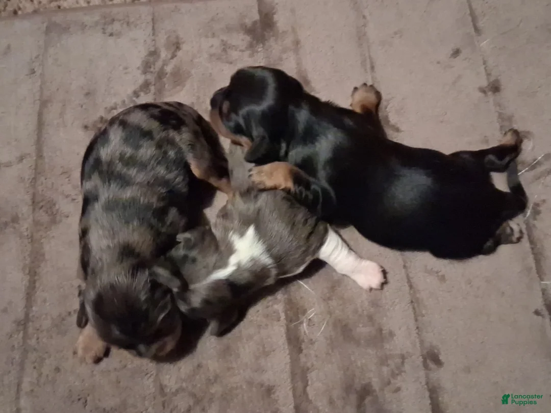 Cavalier King Charles Spaniel dogs for sale: Sebastian - Ad 12
