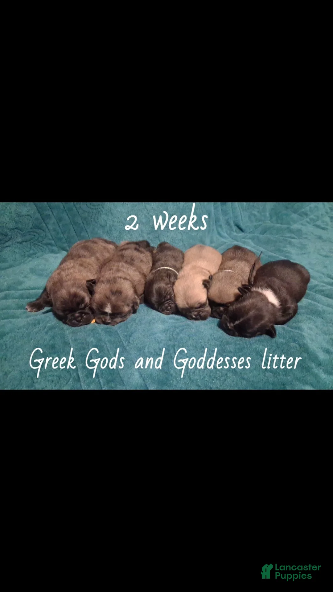 Pug dogs for sale: Poseidon  - Ad 15