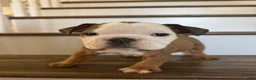 English Bulldog dogs for sale: English Bulldog Puppy 2 - Ad 3