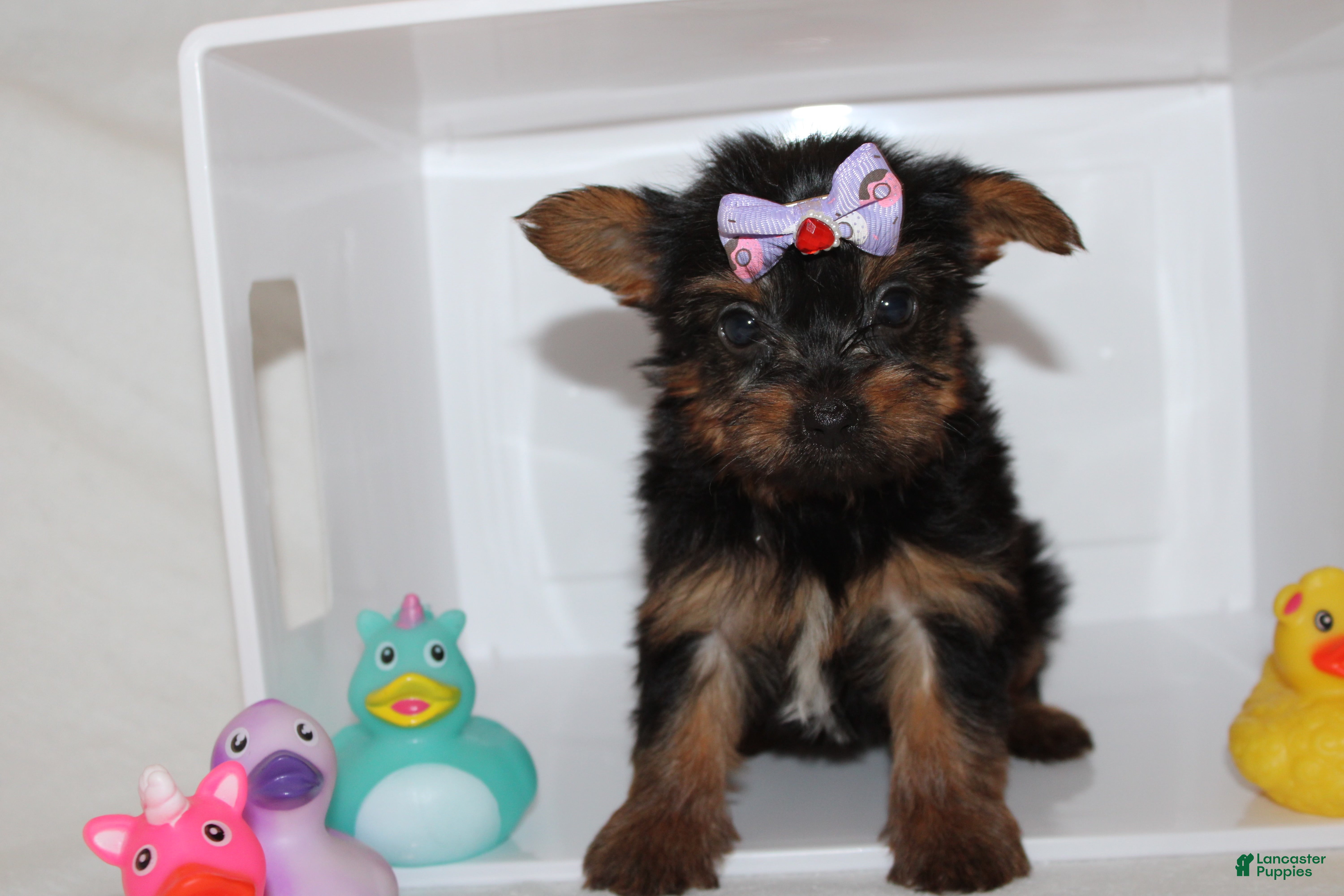 Yorkshire Terrier dogs for sale:  Bella  - Ad 3