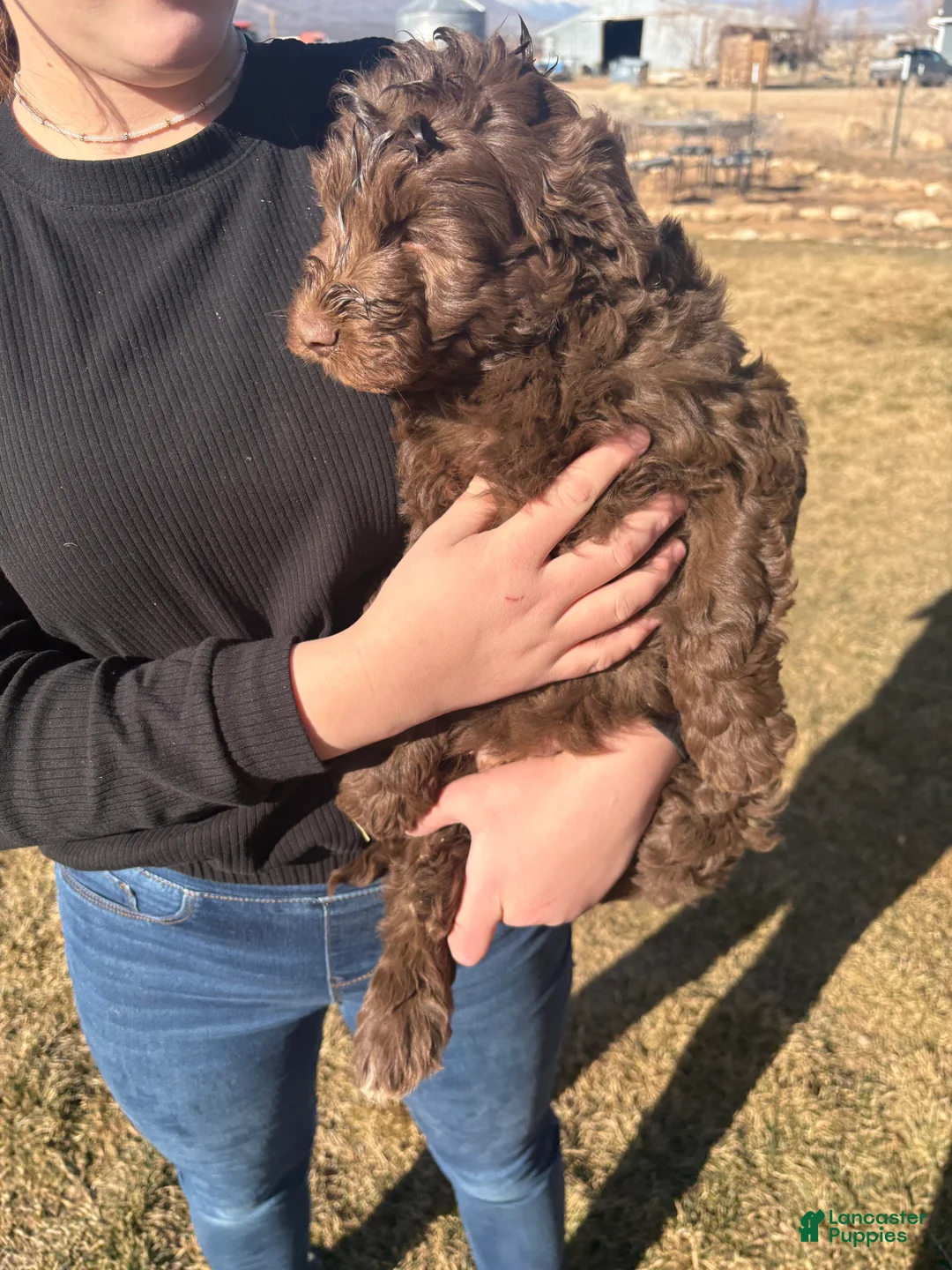 Aussiedoodle dogs for sale:  Puppy 3 - Ad 5