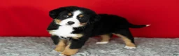 Bernese Mountain Dog dogs for sale: Poppy - Ad 2