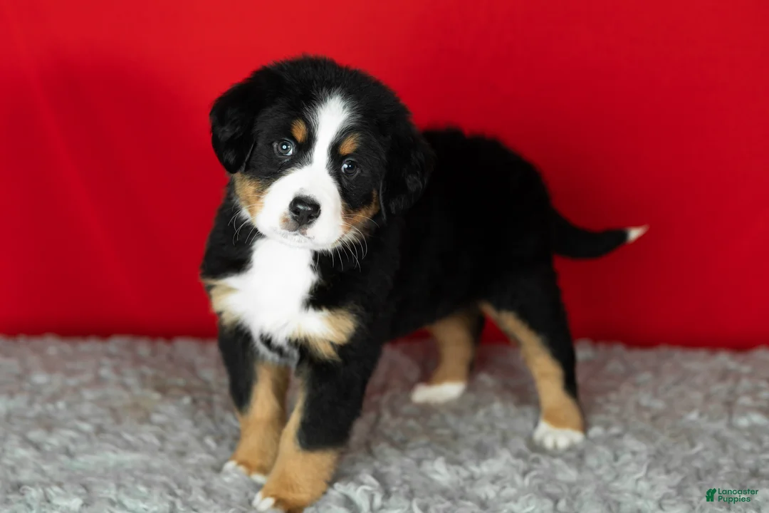 Bernese Mountain Dog dogs for sale: Poppy - Ad 2