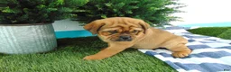 Mixed Breed dogs for sale: Sadie - Ad 5