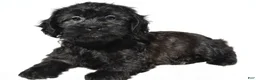 Shihpoo dogs for sale: Cloe - Ad 7