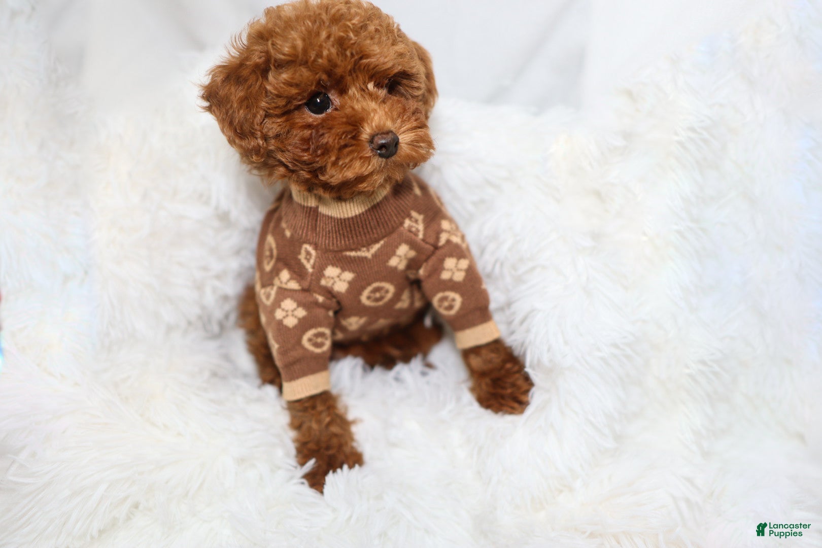 Toy Poodle dogs Tiny Levi - Ad 2