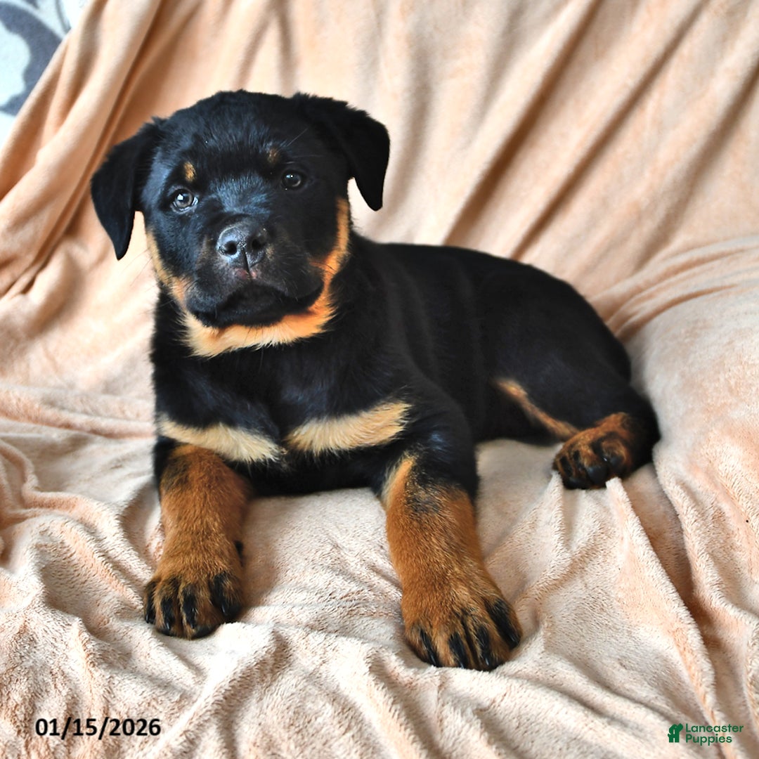 Rottweiler dogs for sale: Patty - Ad 1