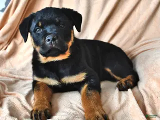 Rottweiler dogs Patty - Ad 9