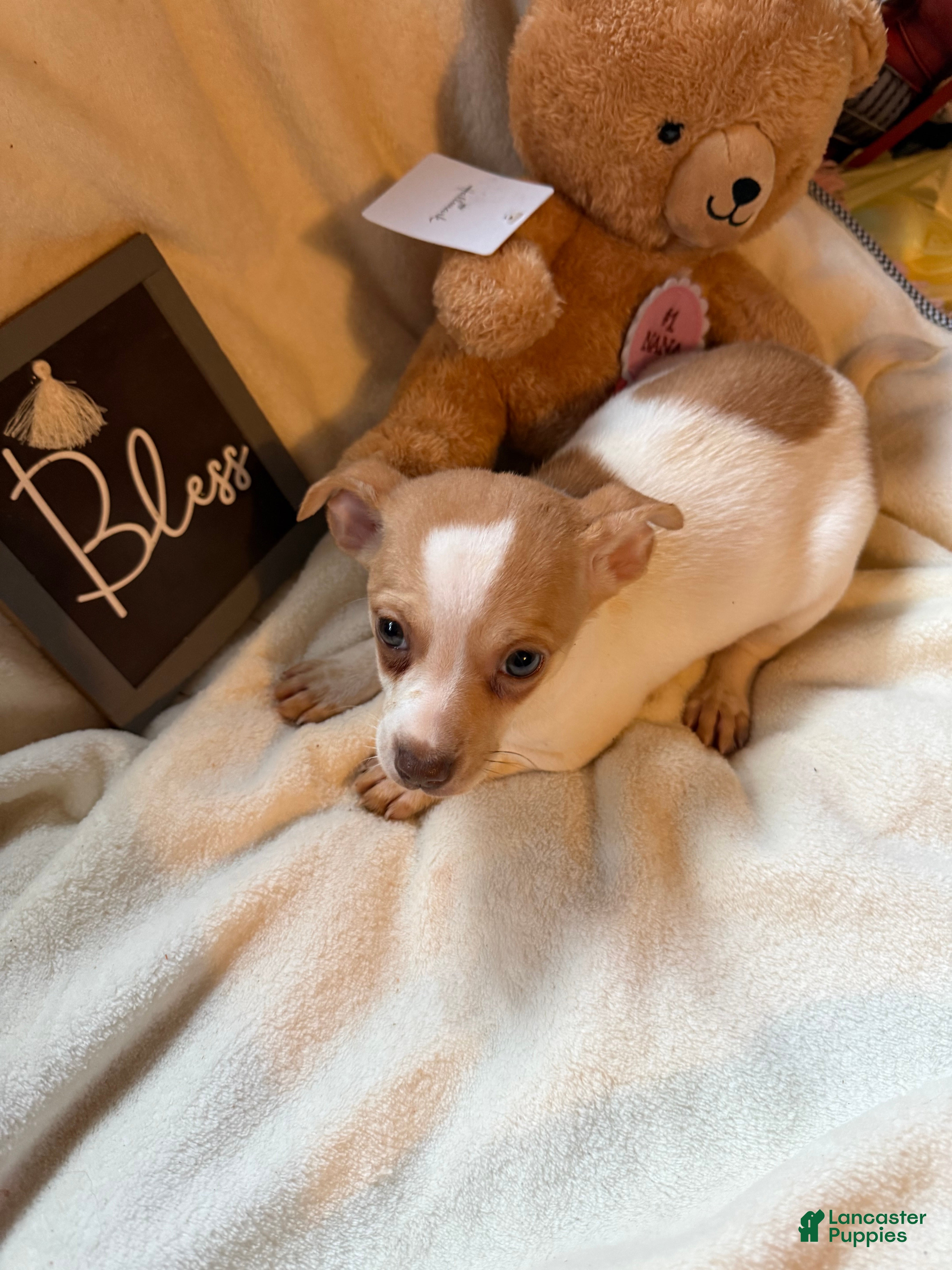 Chihuahua dogs Bruiser - Ad 1