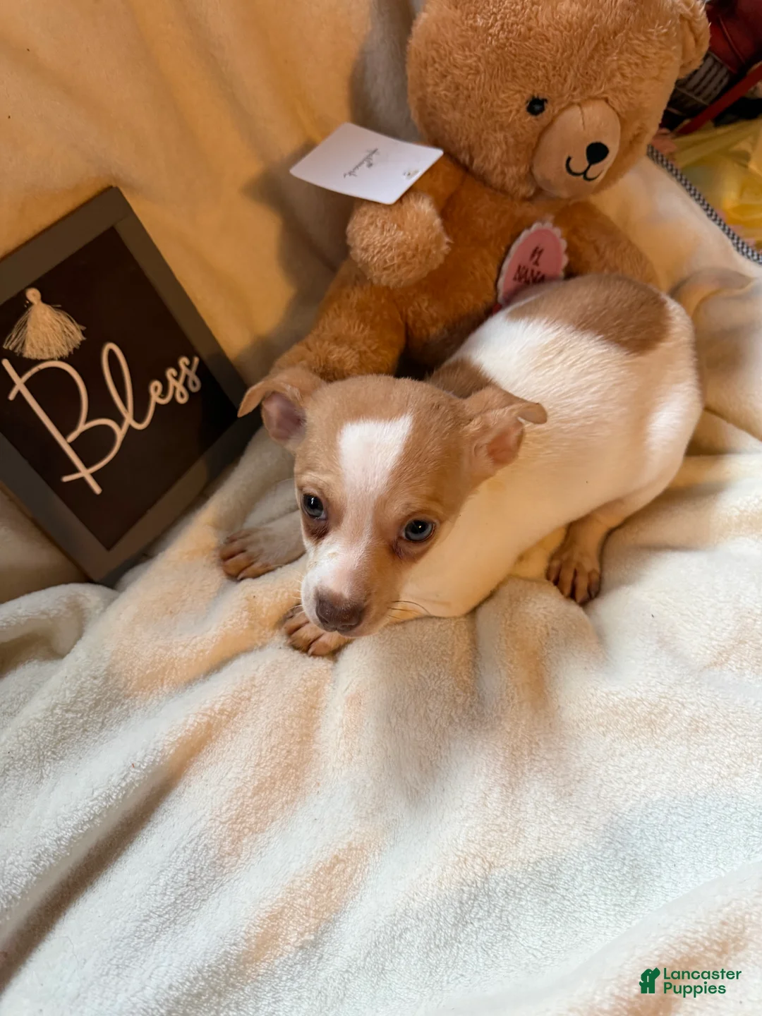 Chihuahua dogs for sale: Bruiser - Ad 1
