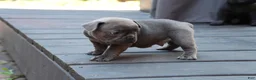 French Bulldog dogs for sale: Bentley - Ad 2