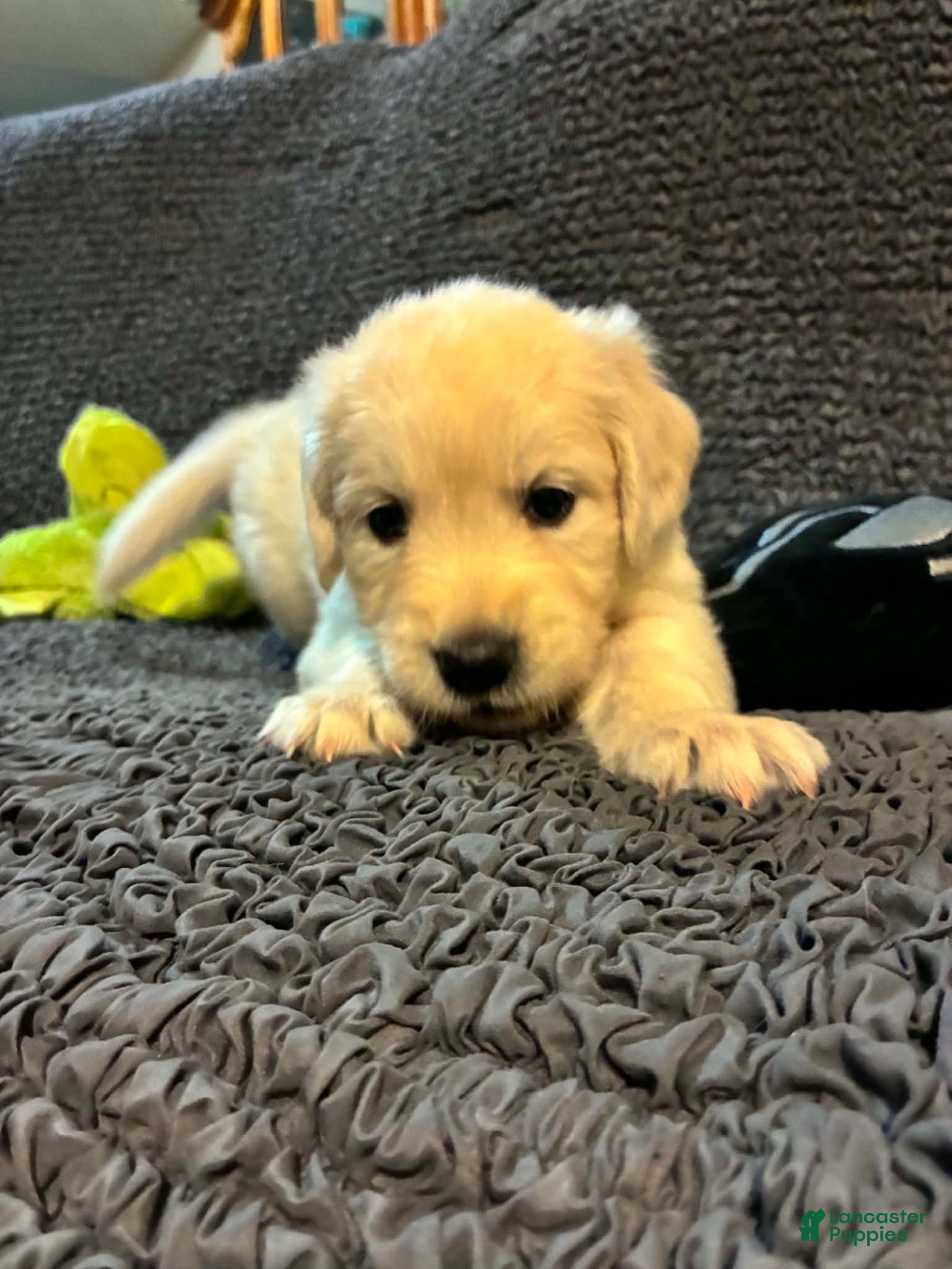 Golden Retriever dogs Zuma - Ad 1