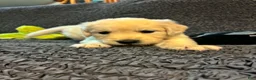 Golden Retriever dogs for sale: Zuma - Ad 1