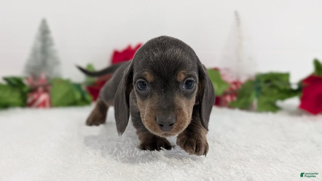 Miniature Dachshund dogs for sale: Xavier - Ad 4
