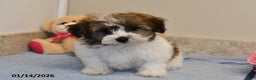 Havanese dogs for sale: Ajax - Ad 3