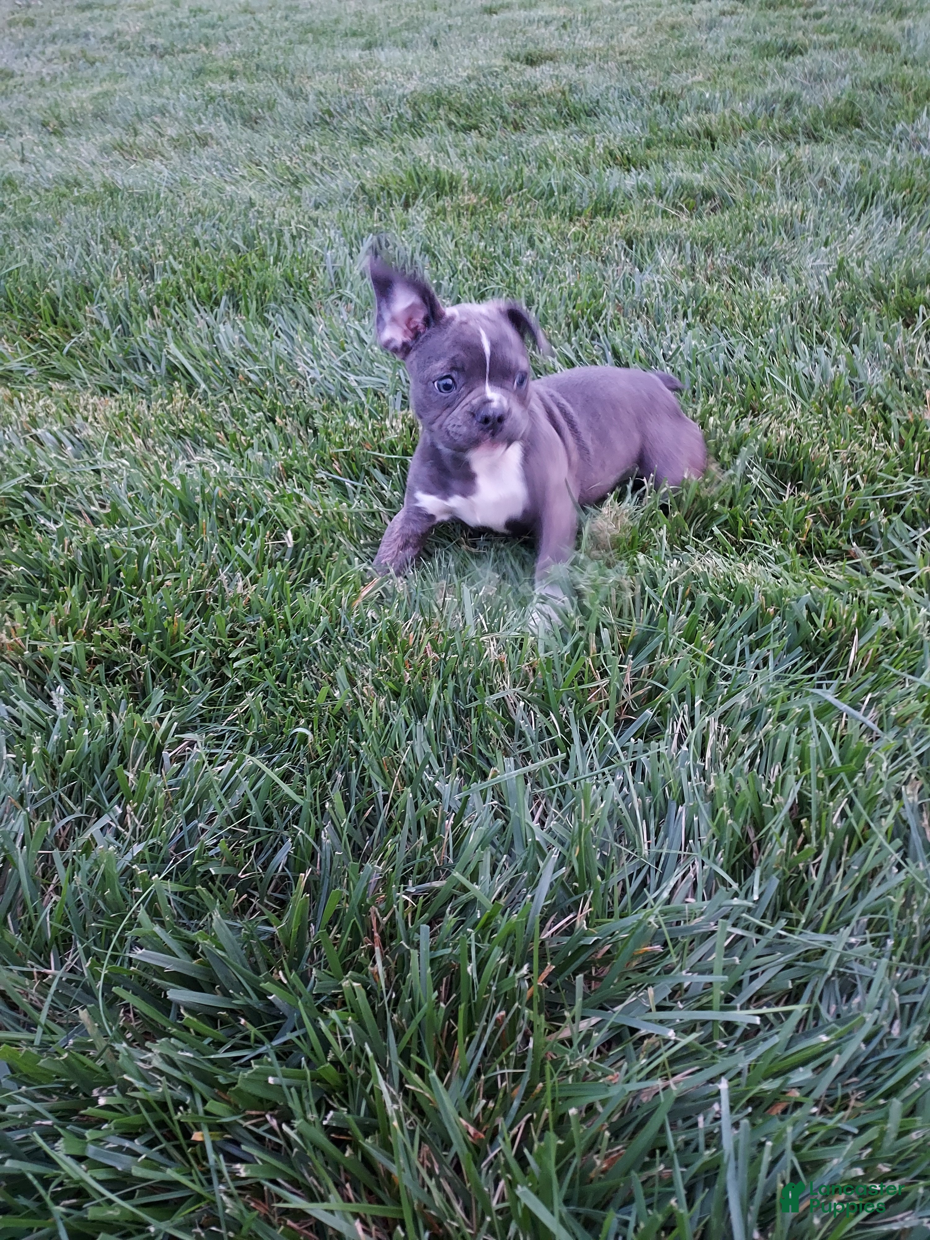 Frenchton dogs Tessa - Ad 1