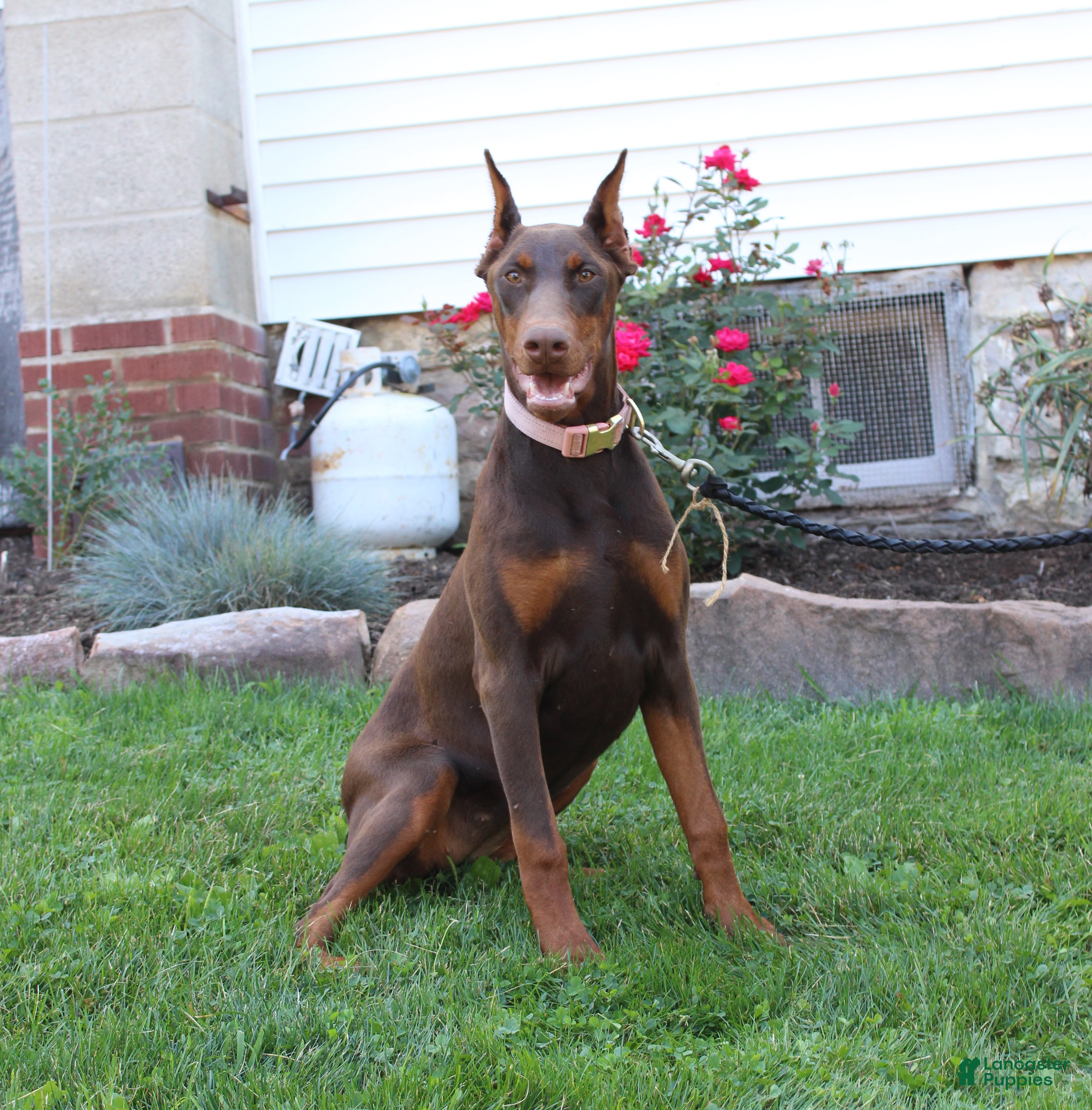 Doberman Pinscher dogs Tina - Ad 1