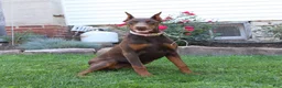 Doberman Pinscher dogs for sale: Tina - Ad 1