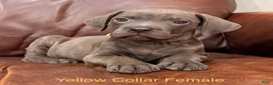 Cane Corso F Puppy Yellow Collar
