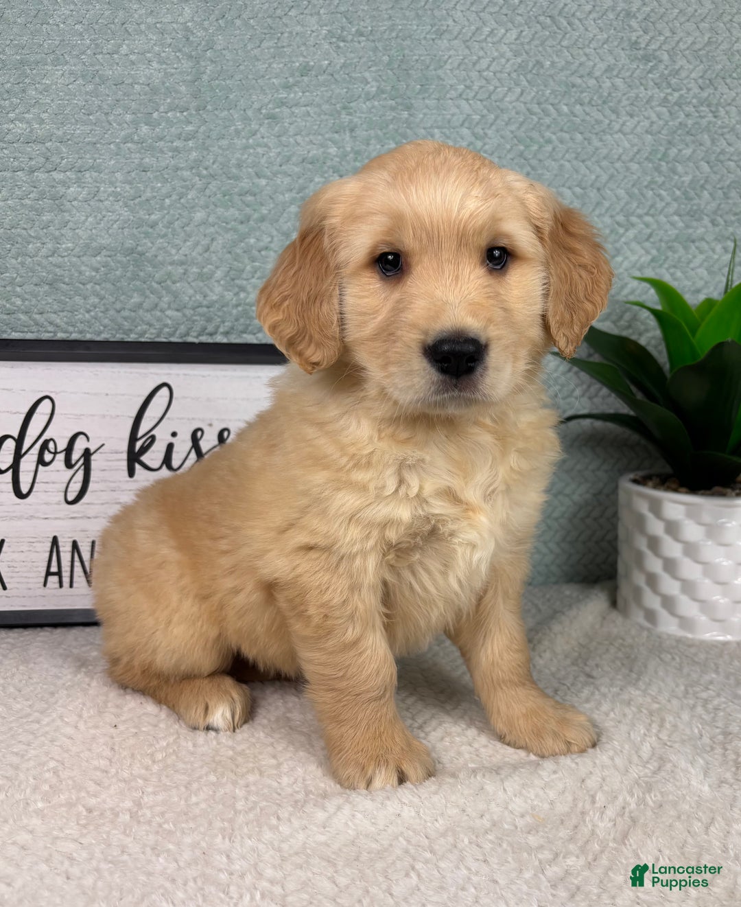 Golden Retriever dogs for sale: Gemma - Ad 2