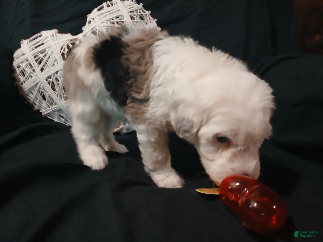 Sheepadoodle dogs for sale: Captain  - Ad 2