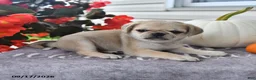 Puggle dogs for sale: Rambo - Ad 3