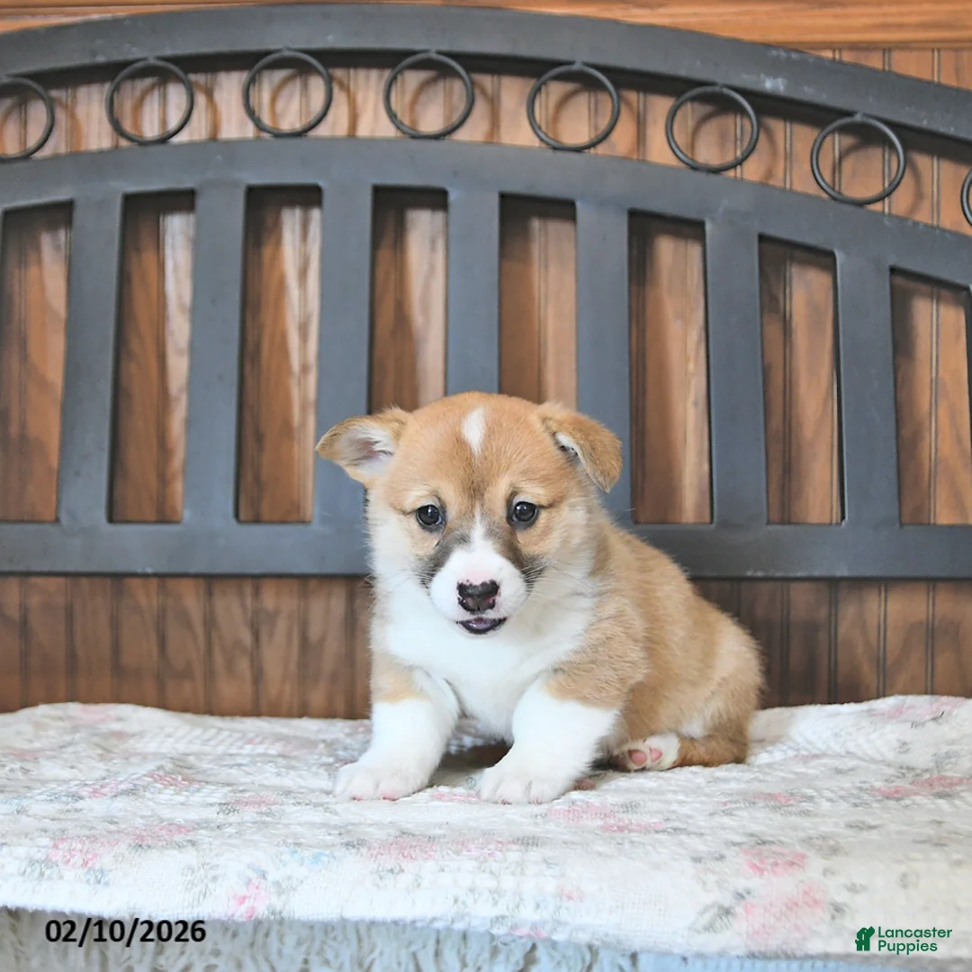 Welsh Corgi Pembroke dogs for sale: Torie - Ad 2