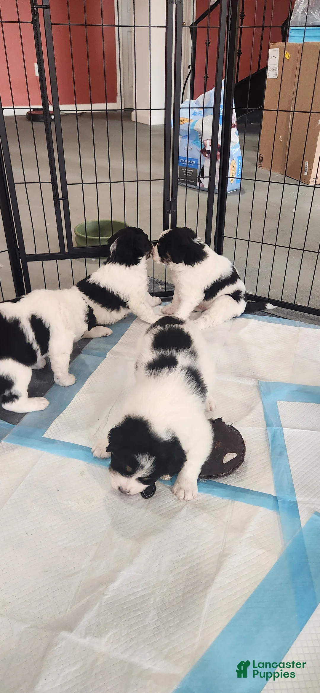 Mixed Breed dogs for sale: Mixed Breed Puppy 4 - Ad 1