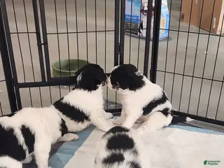 Mixed Breed dogs Mixed Breed Puppy 4 - Ad 18