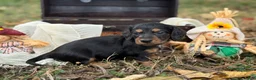 Miniature Dachshund dogs for sale: Black & Tan long hair - Ad 5