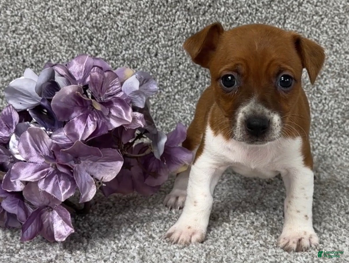 Jack Russell Terrier dogs Valerie - Ad 2