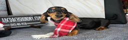 Miniature Dachshund dogs for sale: Ch AKC sire - Ad 6