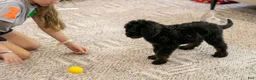 Bernedoodle dogs for sale: Olympic - Ready Now! - Ad 5