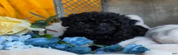 Toy Poodle dogs for sale: Blackie - Ad 9