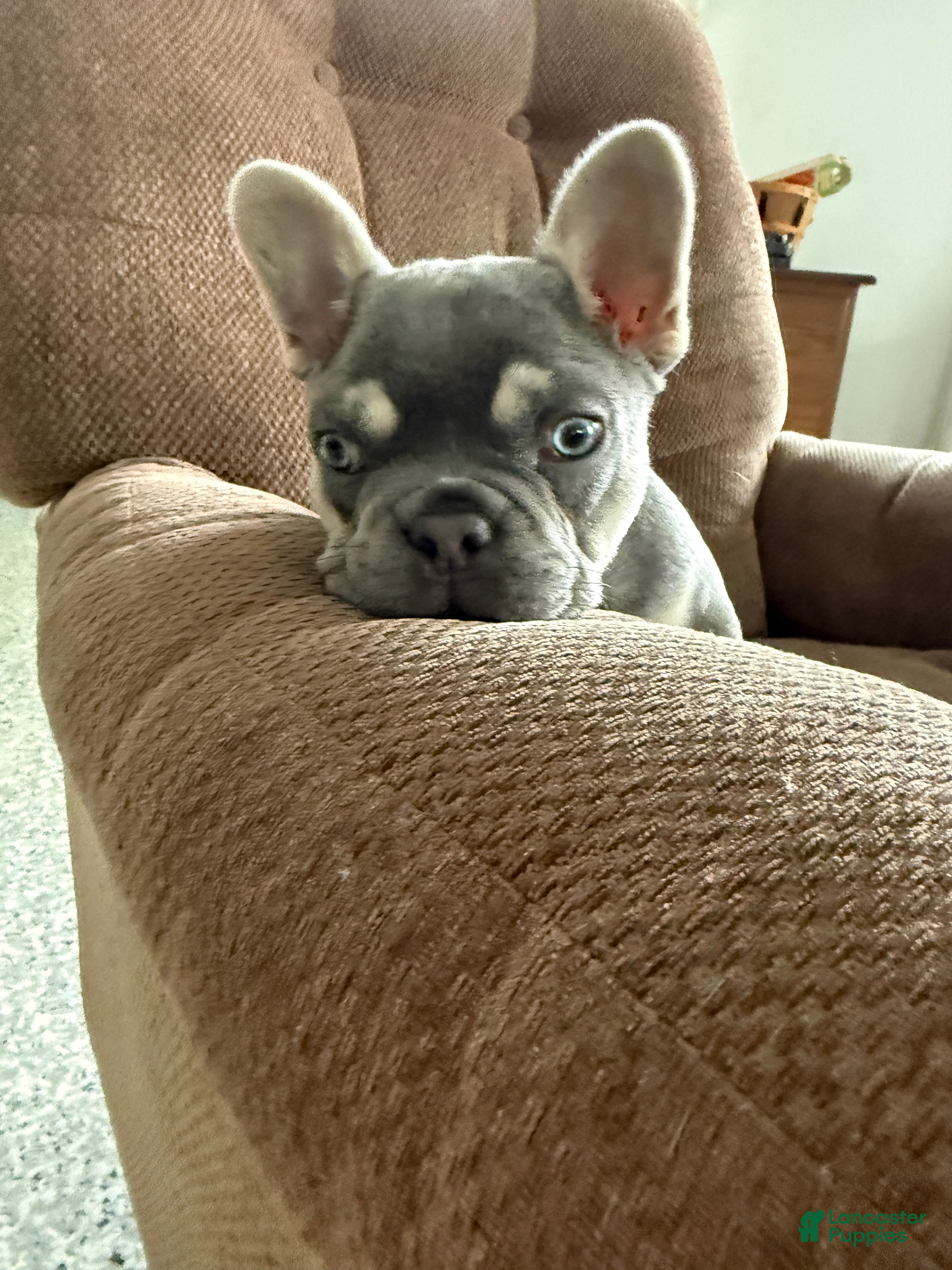 French Bulldog dogs for sale: Dexter - Ad 1