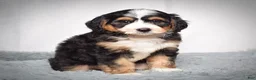 Mini Bernedoodle dogs for sale: Bailey - Ad 5